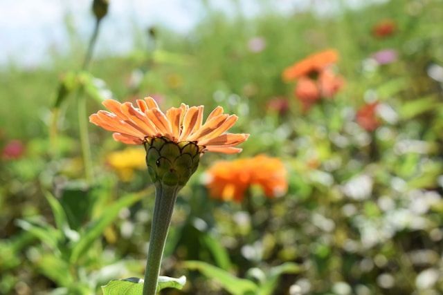 Orange flower in bloom with soft garden background, symbolizing remembrance, funeral homes Santa Rosa, CA