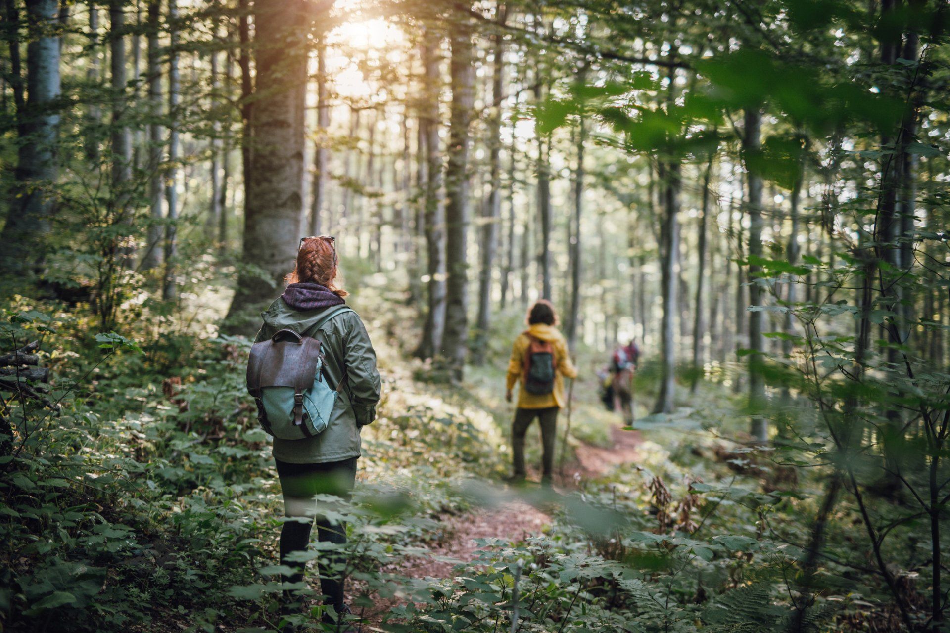 a group of people are walking through a forest .