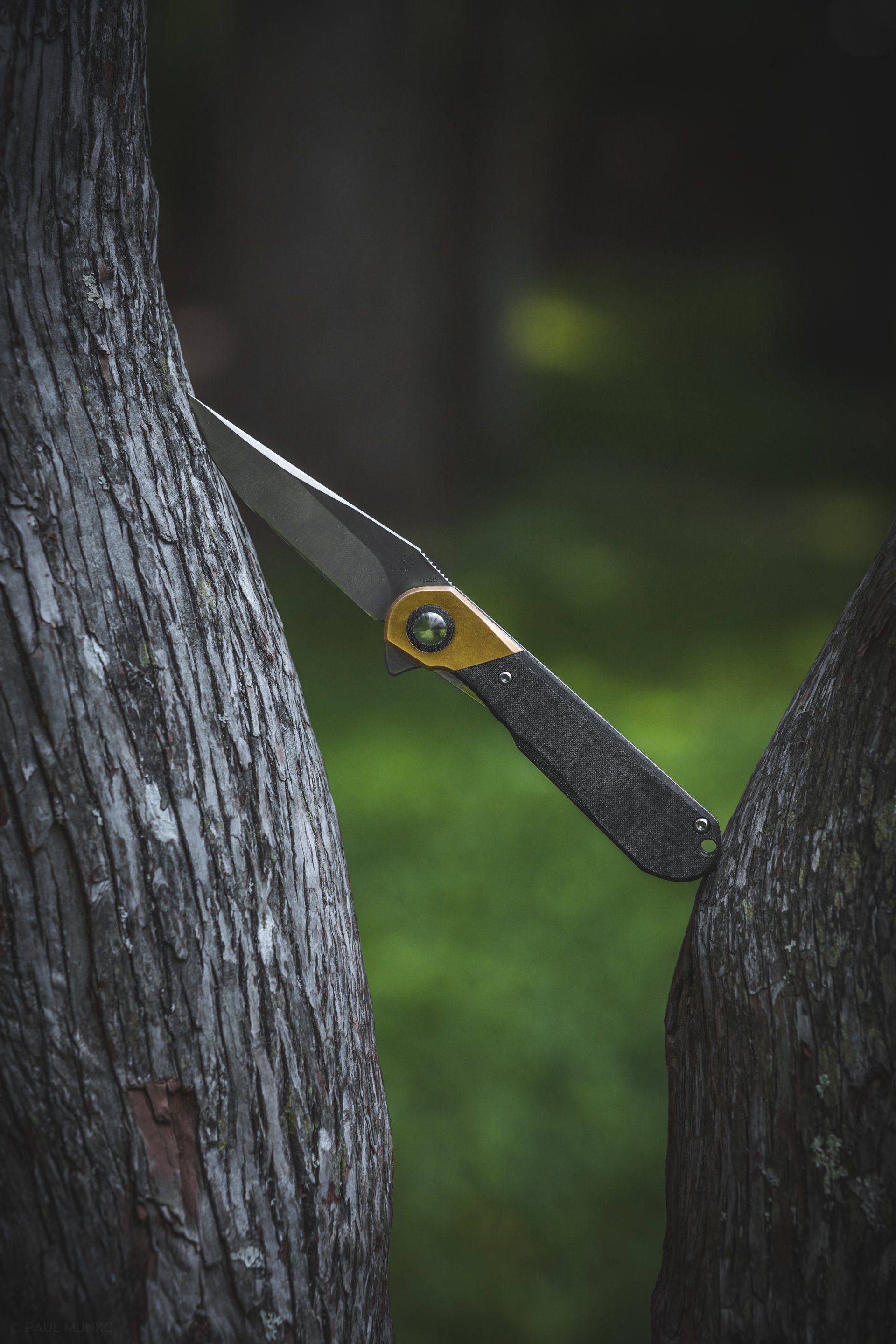 Kizer Comet photographed on tree
