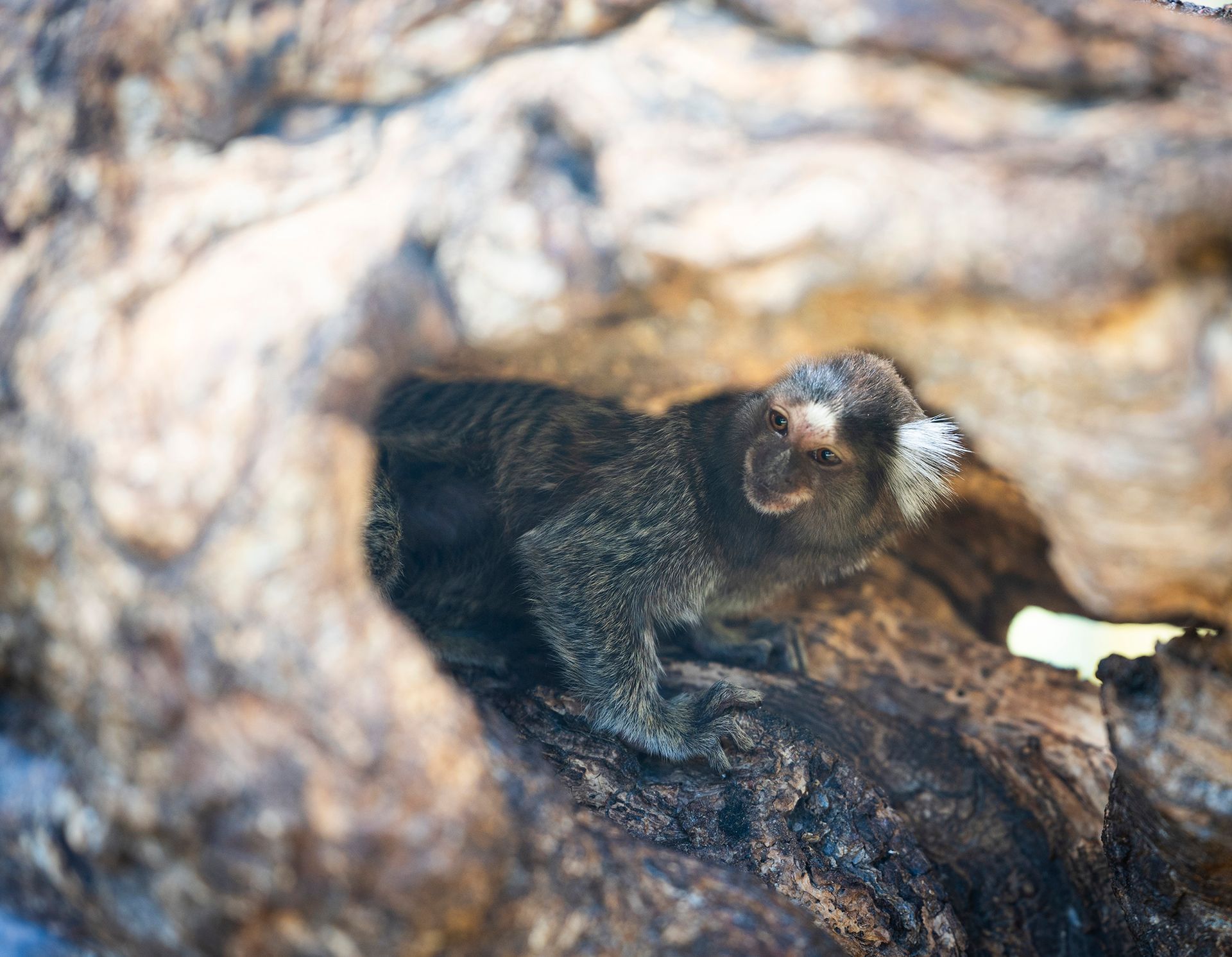 A small animal is sitting in a hole in a tree