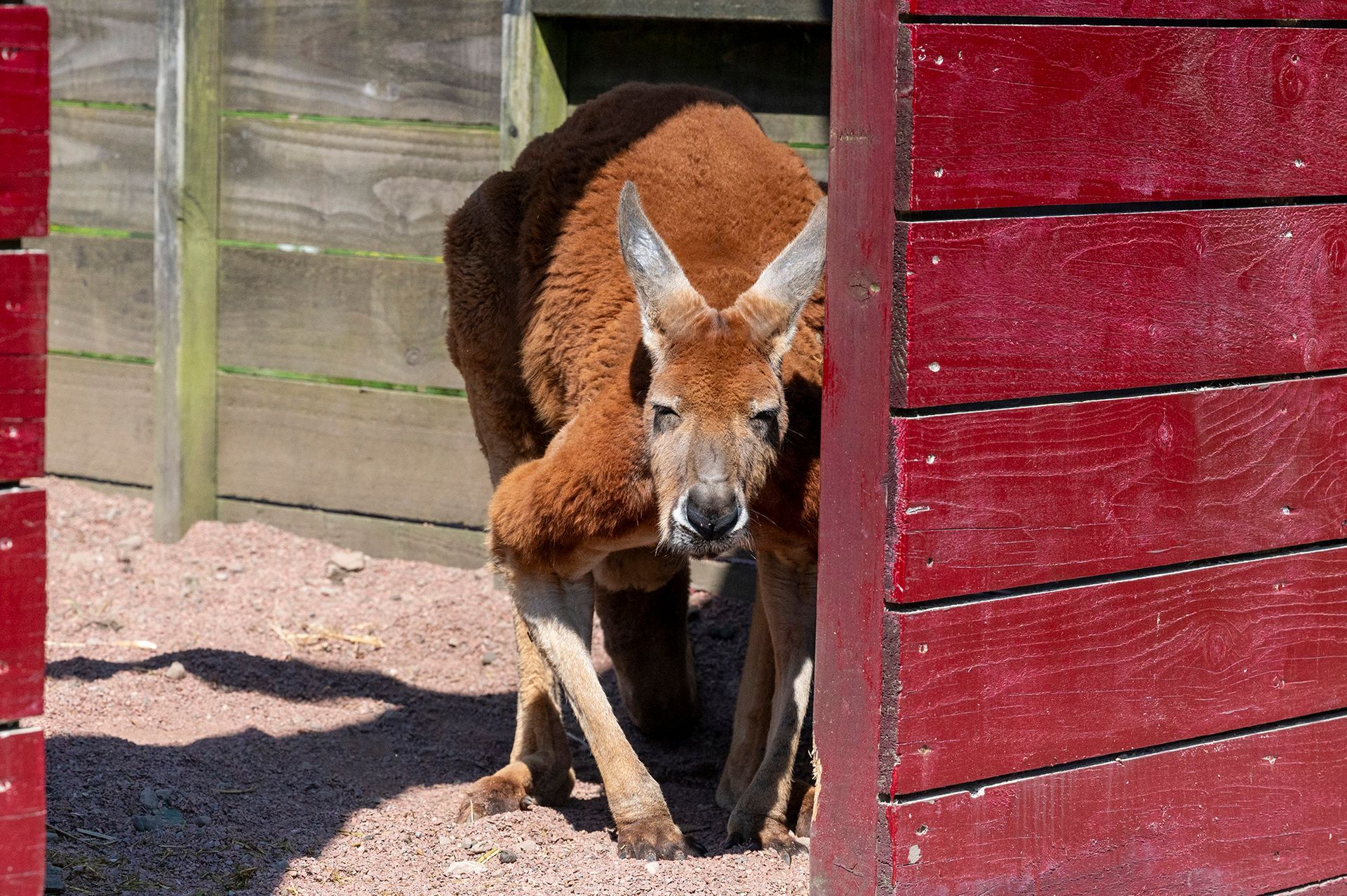 A kangaroo is standing in front of a red wooden fence.