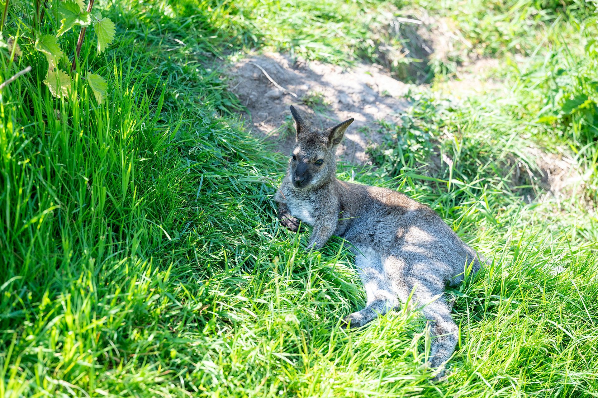 A deer is laying in the grass and looking at the camera.