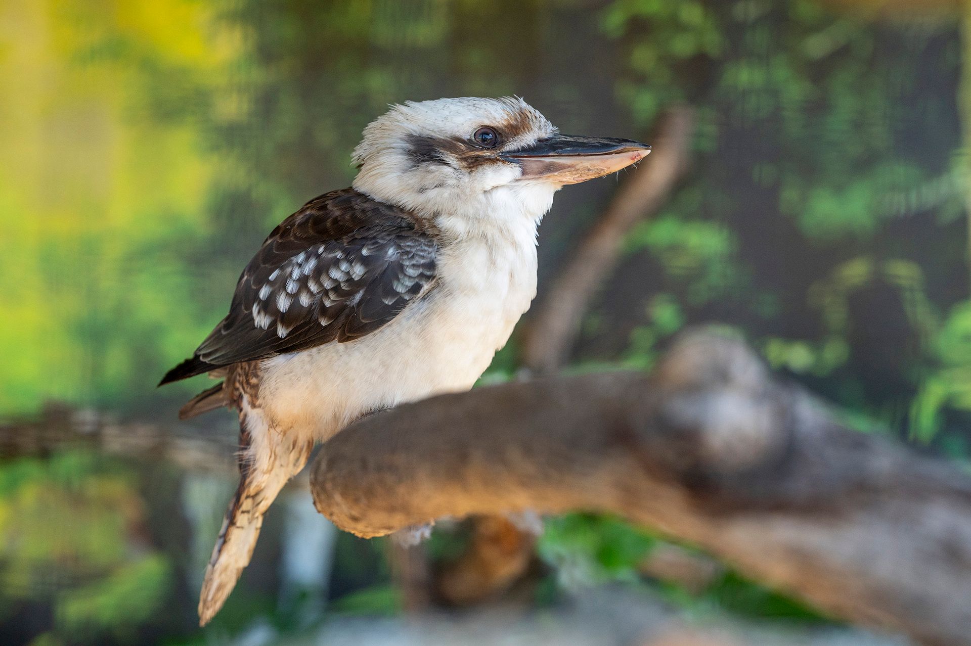 A black and white bird perched on a tree branch.