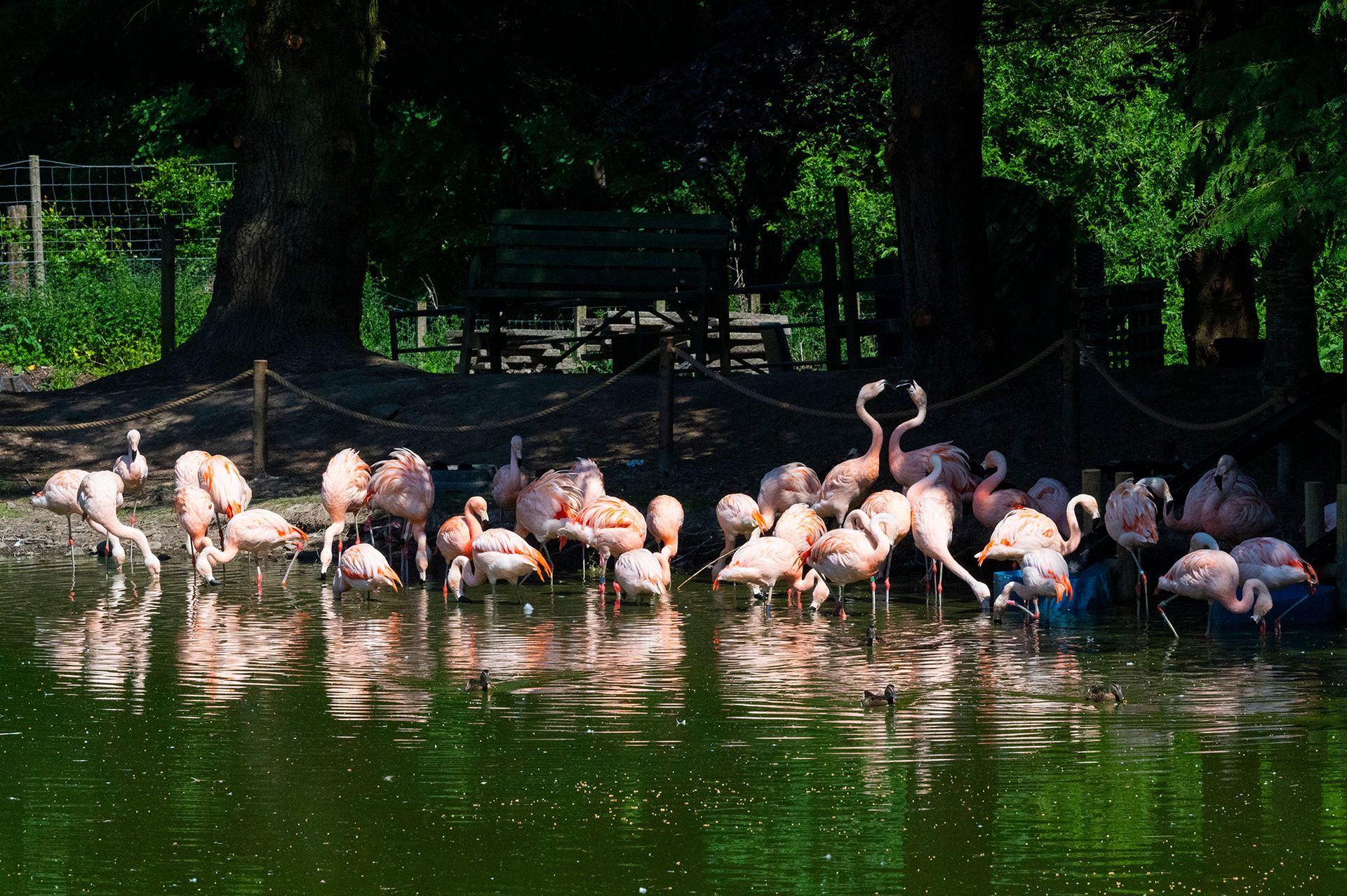 A flock of flamingos are standing in the water.