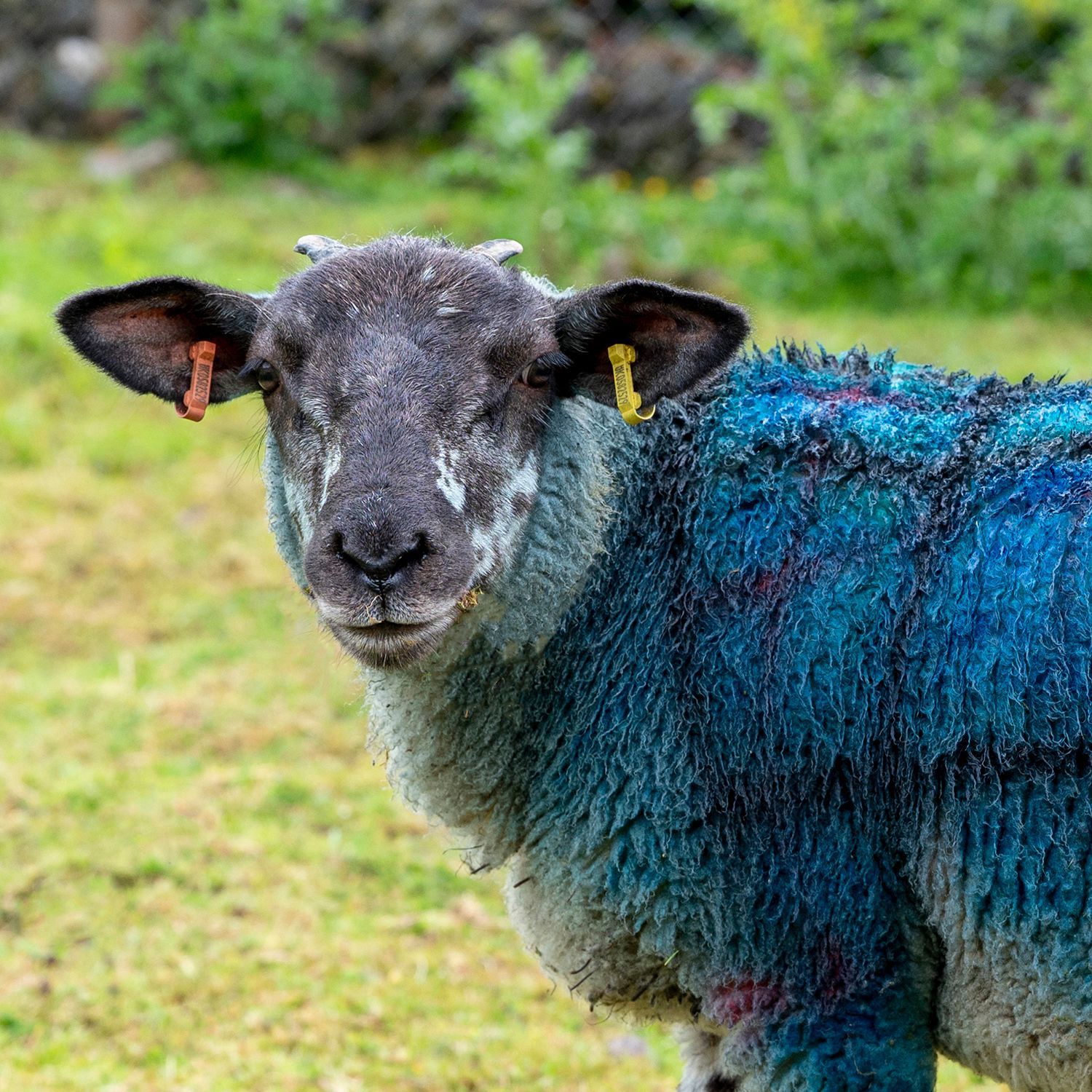 A sheep with blue fur is standing in a grassy field.