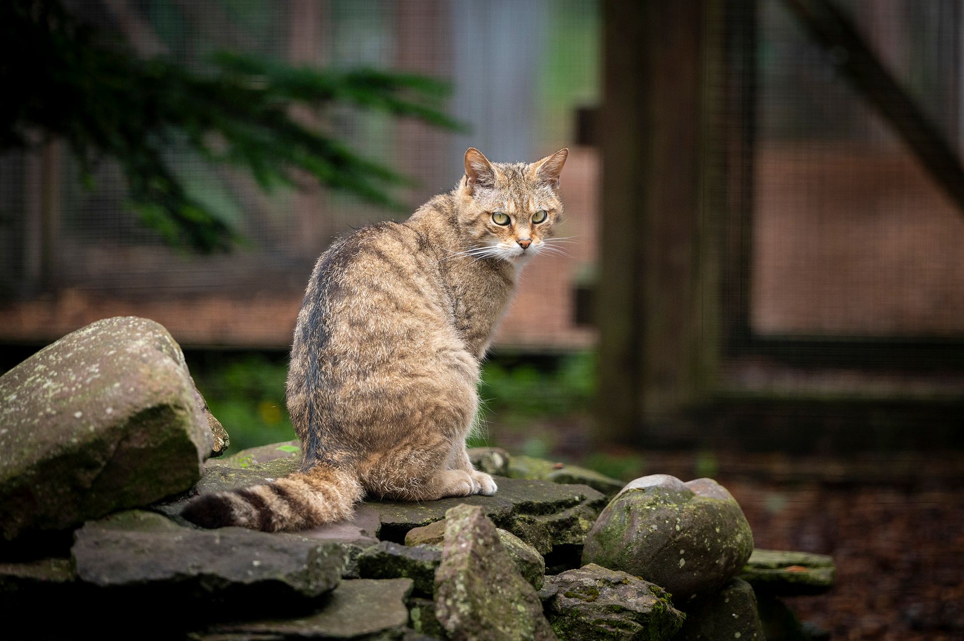 A cat is sitting on top of a pile of rocks.