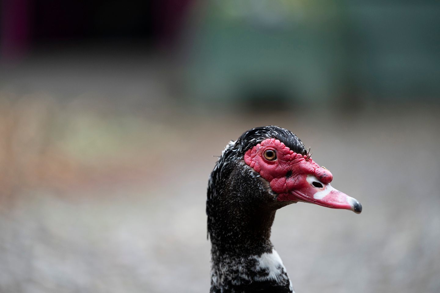 A close up of a duck 's head with a red beak.
