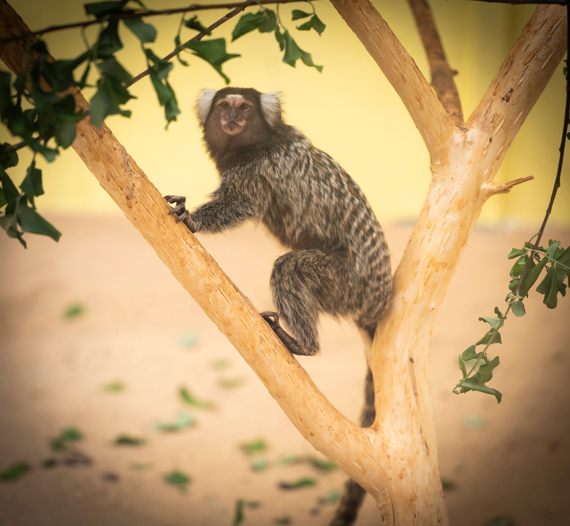 A small monkey is sitting on a tree branch