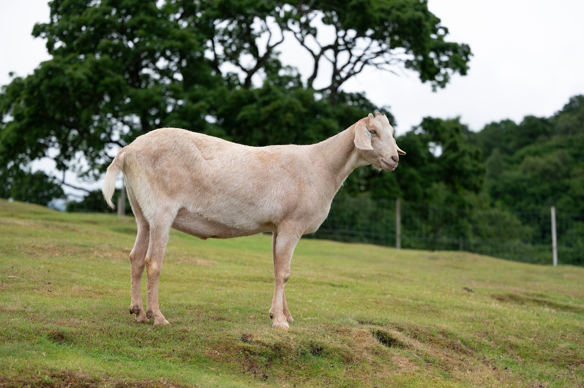 A goat standing in a grassy field with trees in the background