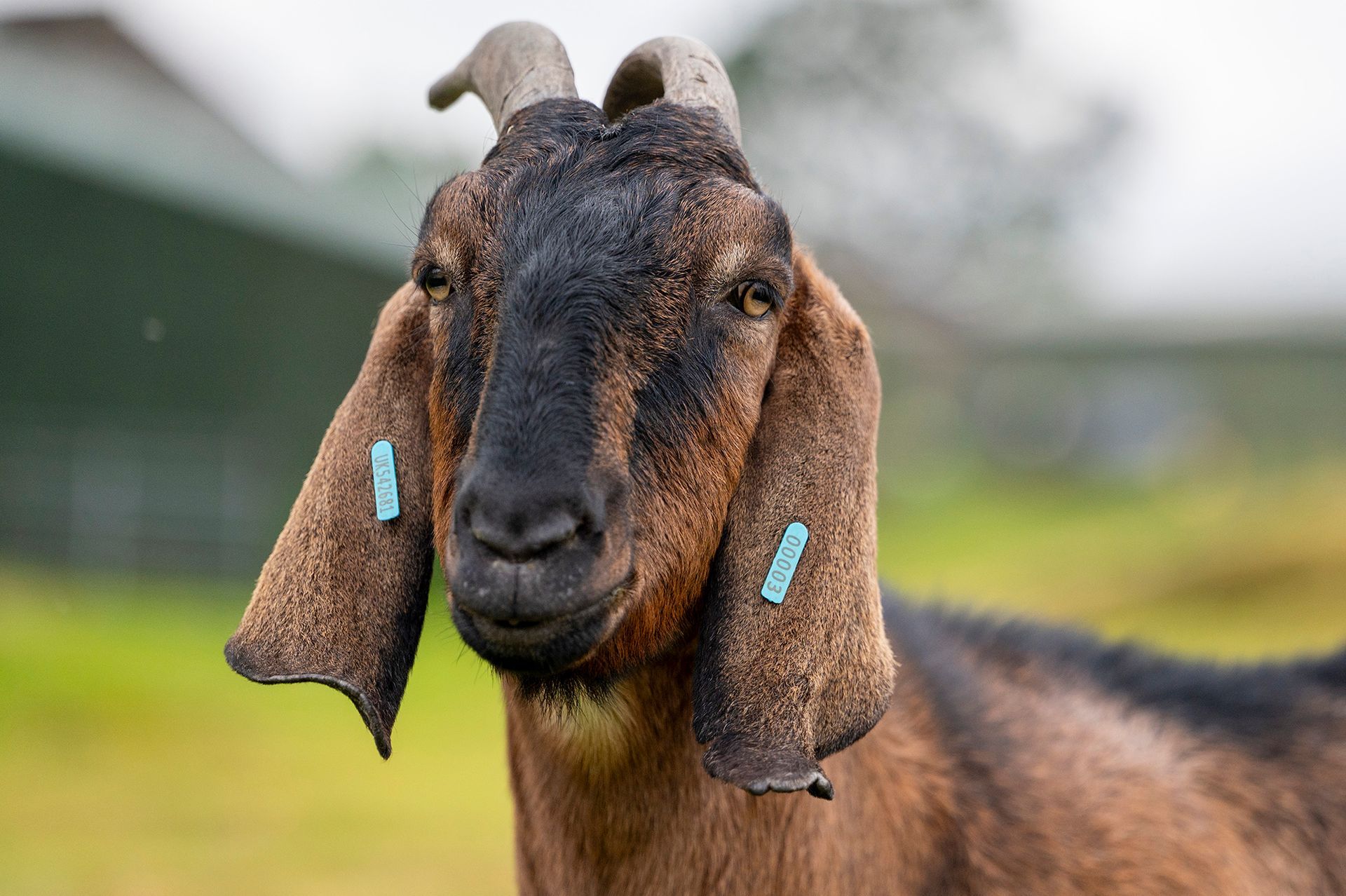 A brown and black goat with tags on its ears is standing in a field.