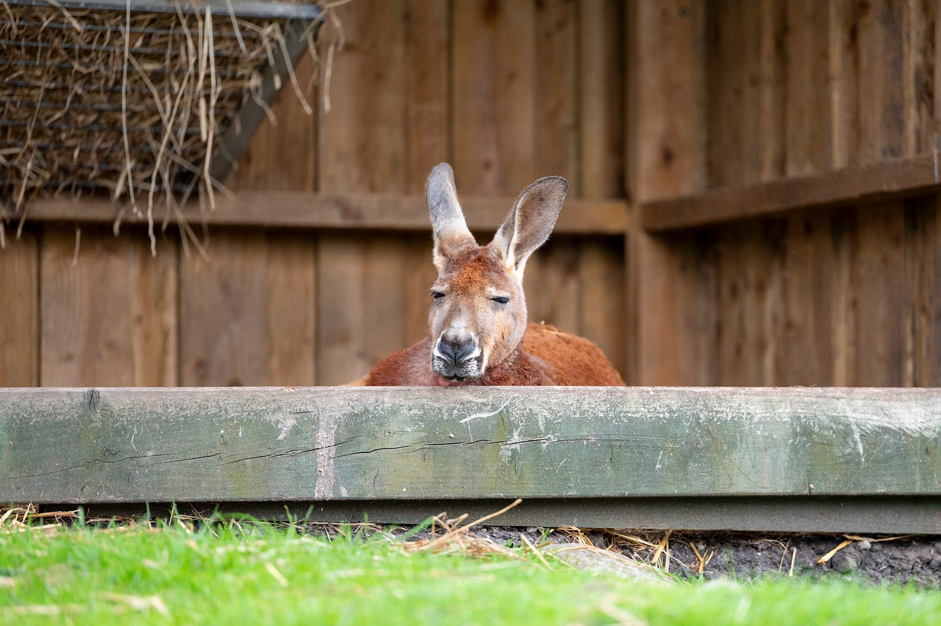 A kangaroo is laying on the ground in a fenced in area.