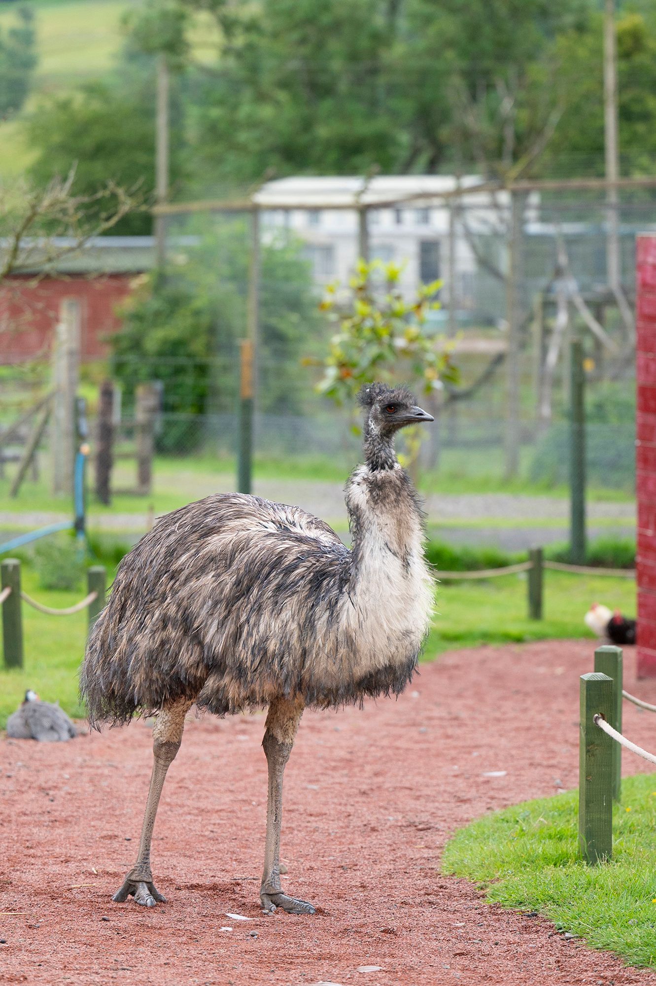 An ostrich is standing on a dirt path in a zoo enclosure.
