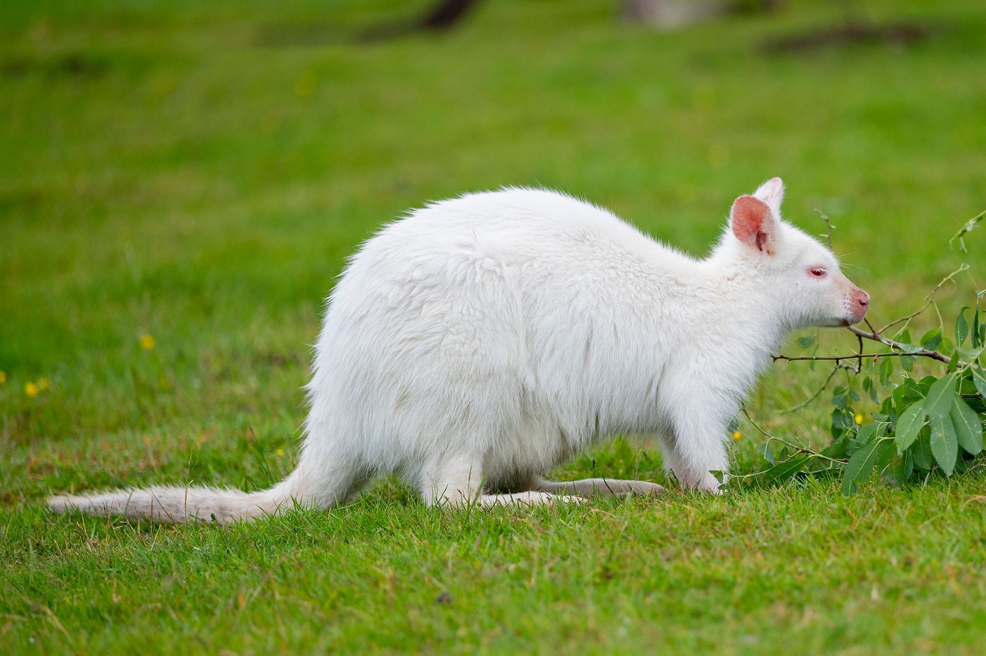 A white kangaroo is eating a branch in the grass.