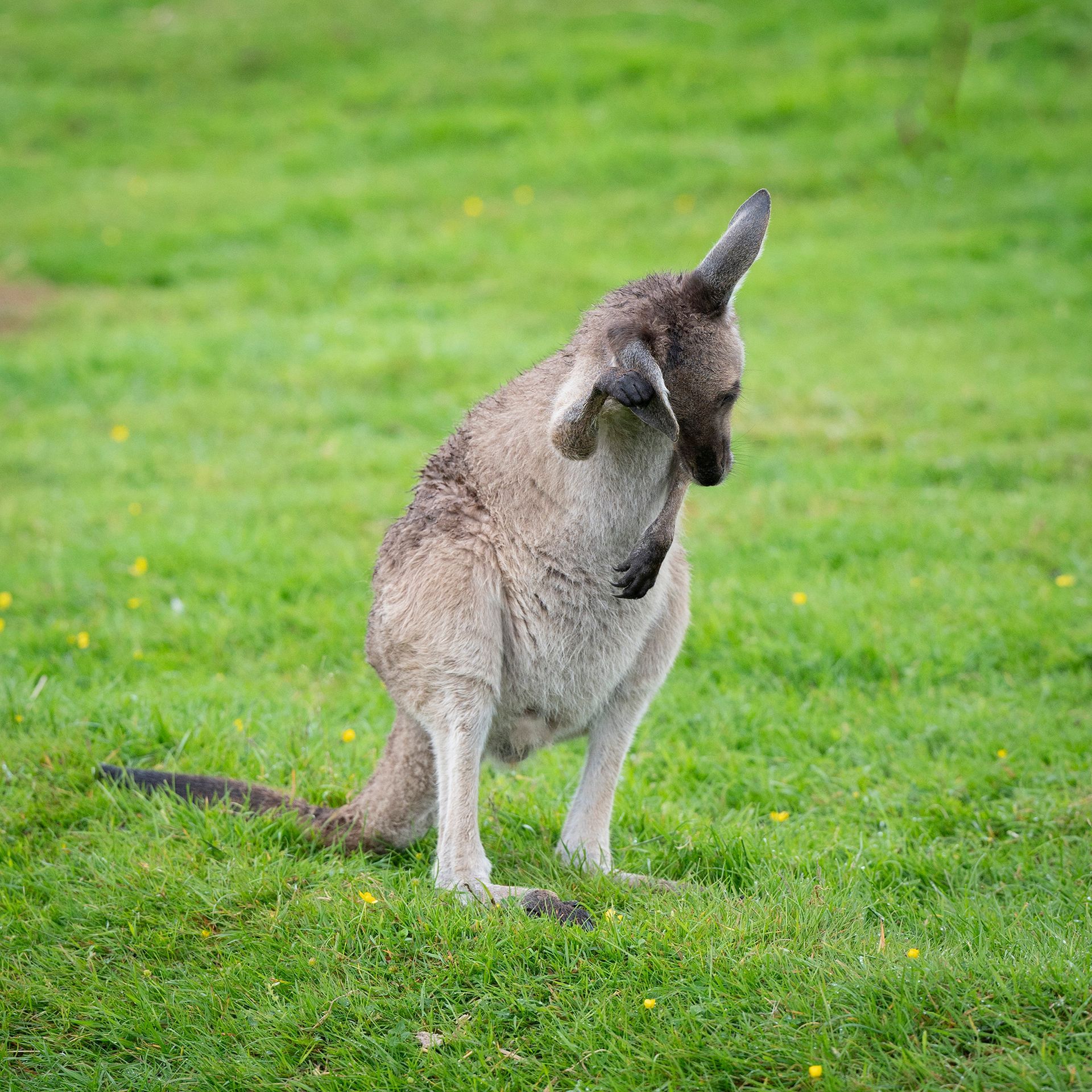 A kangaroo is standing on its hind legs in the grass.