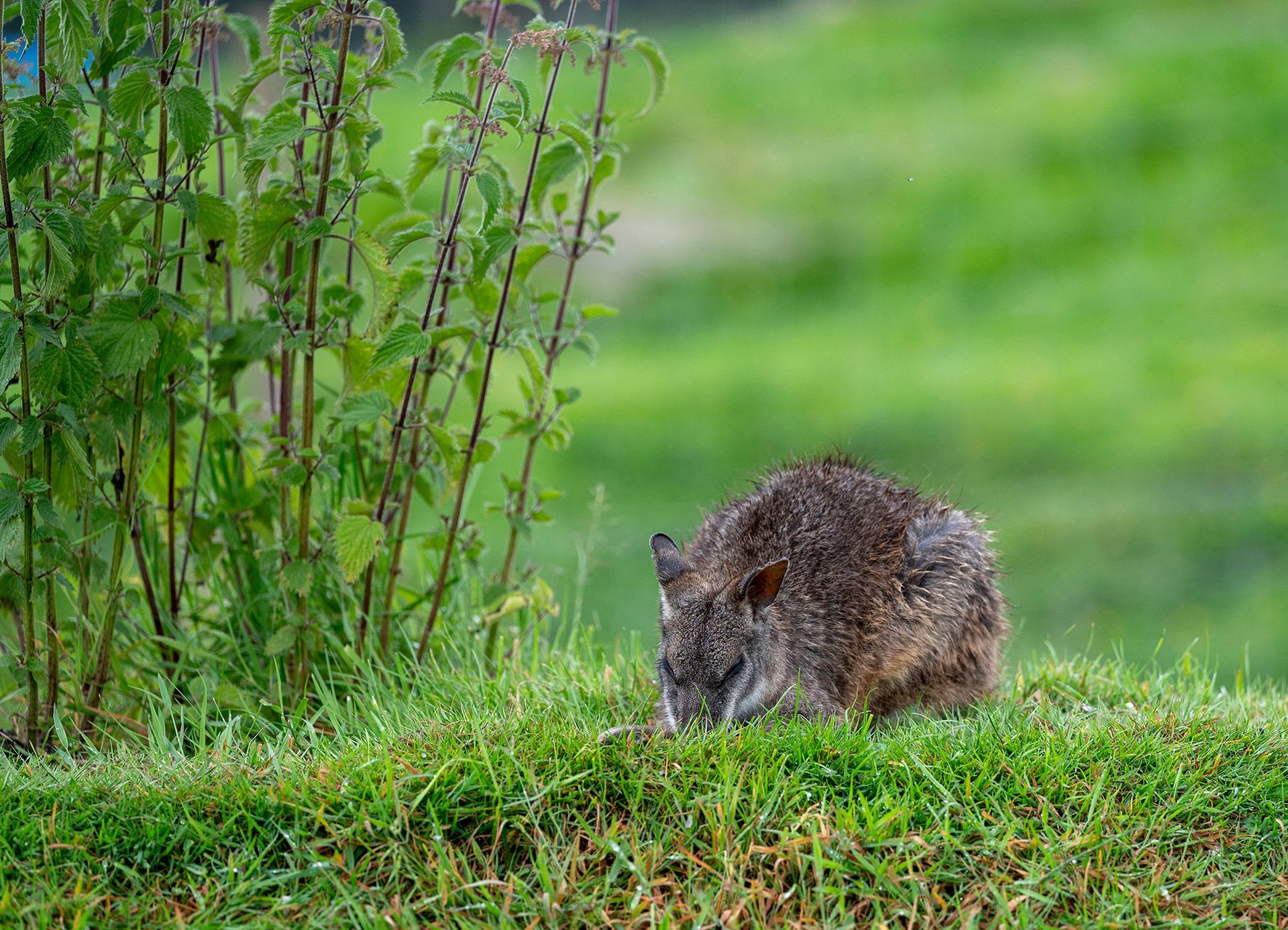 A rabbit is laying in the grass next to a bush.