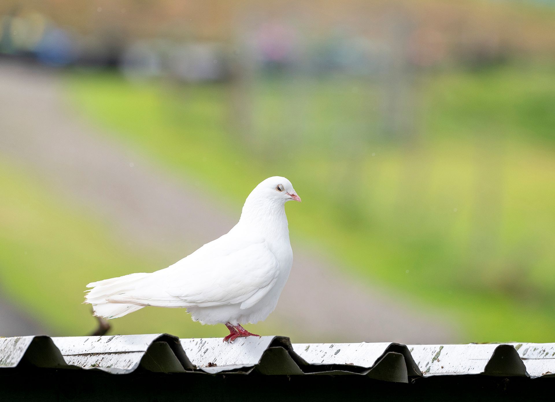 A white pigeon is perched on top of a roof.