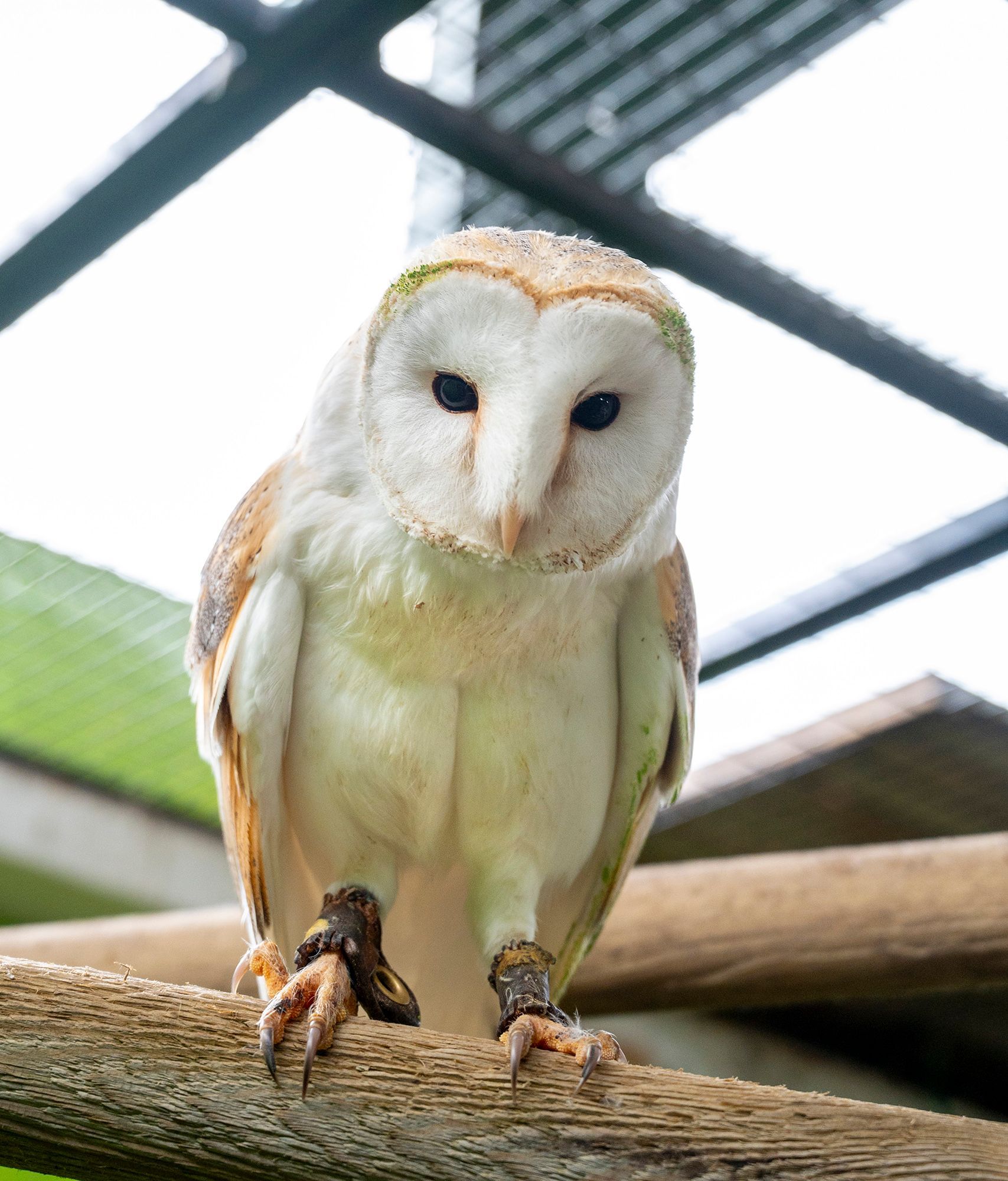 A barn owl perched on a branch looking at the camera