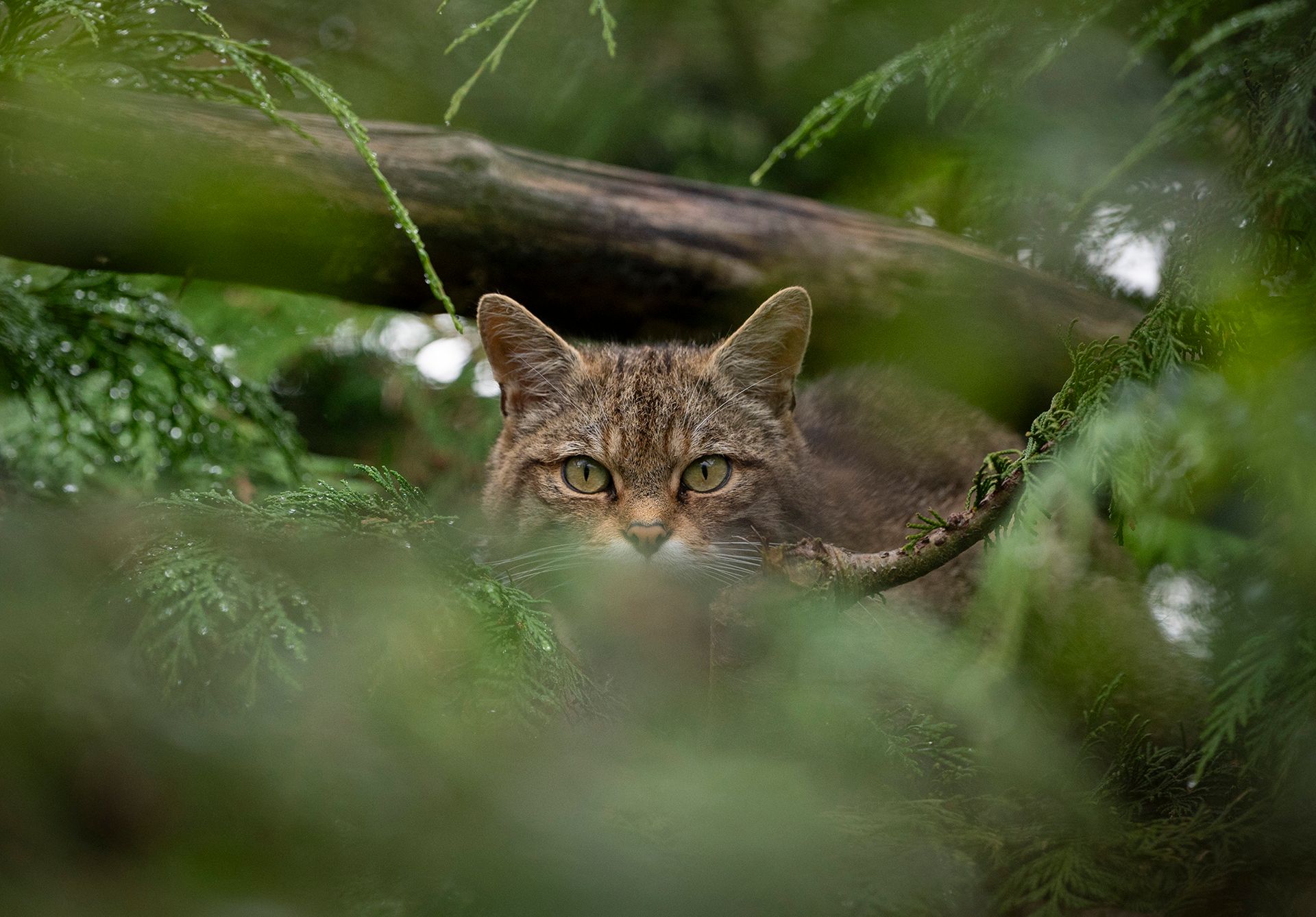 A cat is peeking out from behind a tree branch.