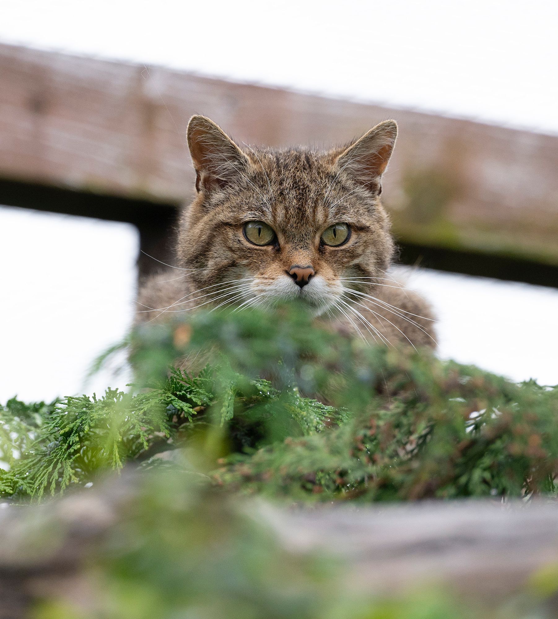 A cat is sitting on top of a wooden fence looking at the camera.