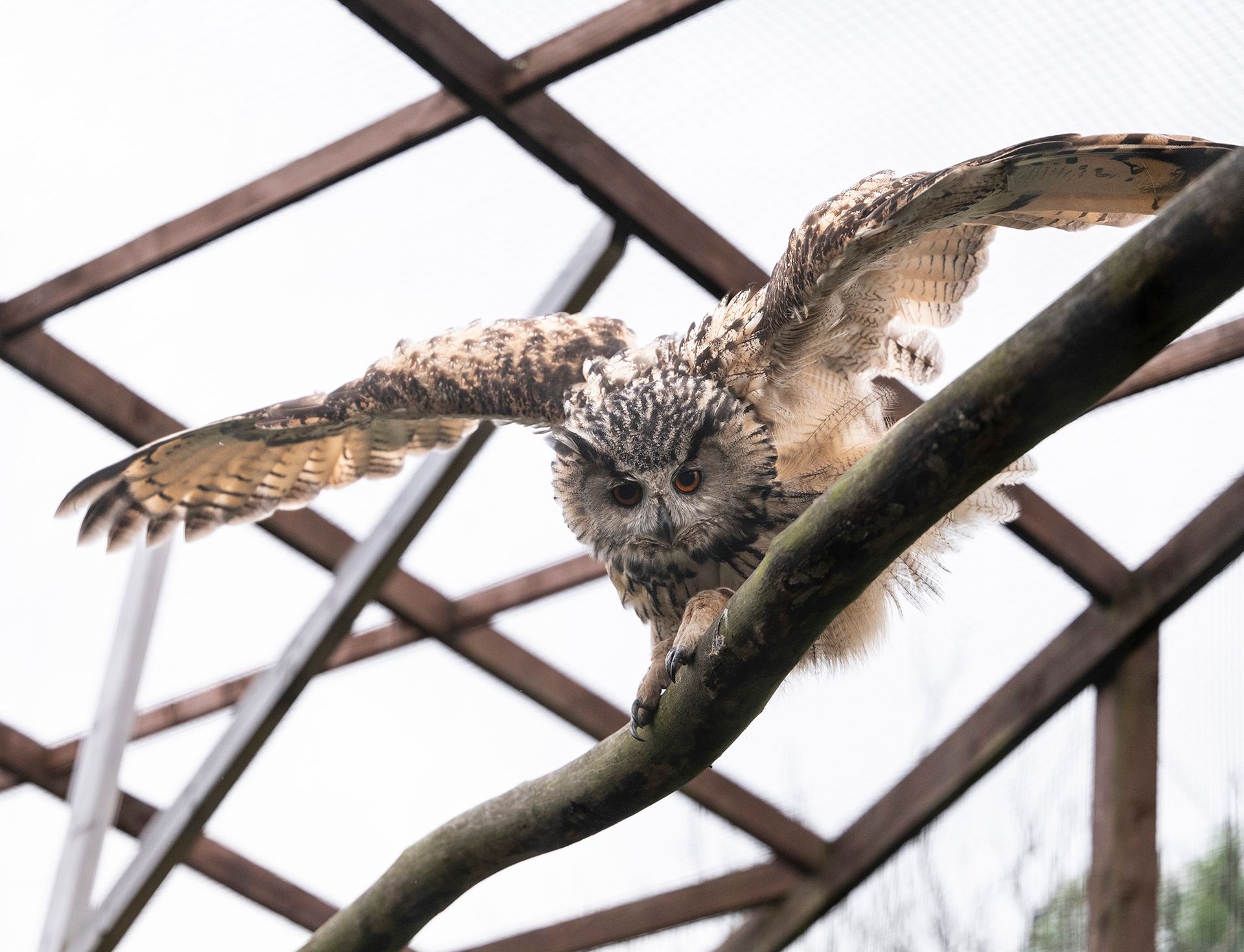 An owl is sitting on a tree branch with its wings spread