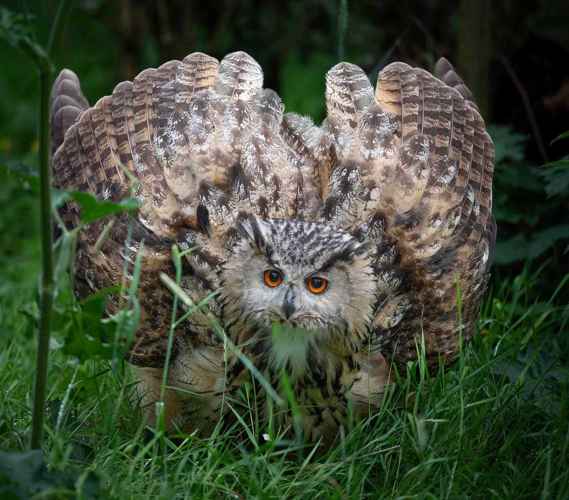 An owl is standing in the grass with its wings outstretched.