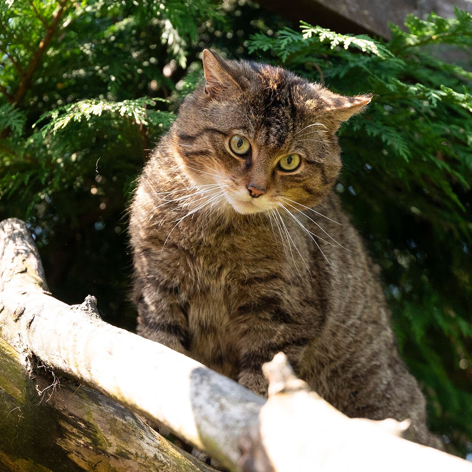 A cat sitting on a tree branch looking at the camera