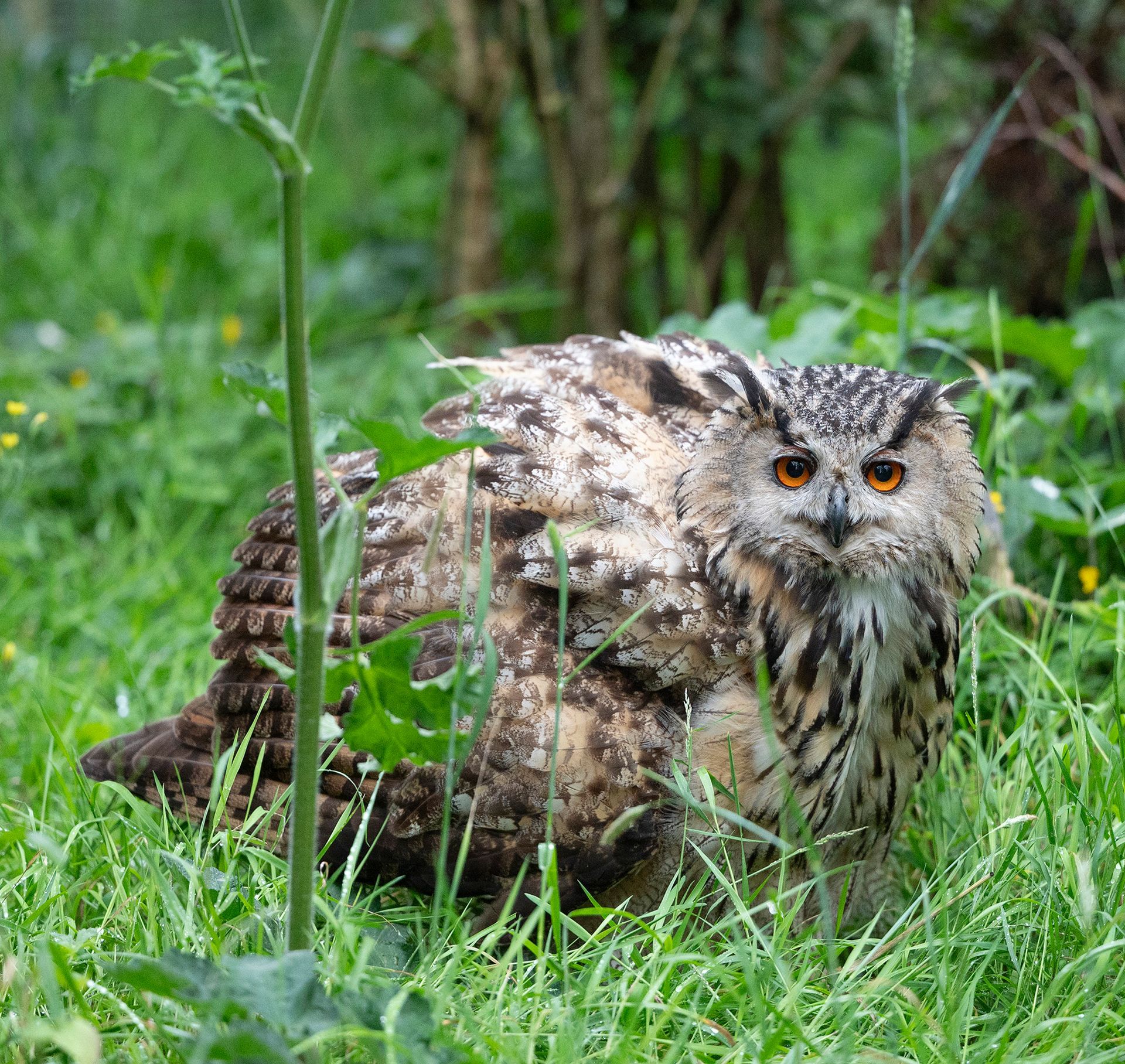 An owl is sitting in the grass looking at the camera