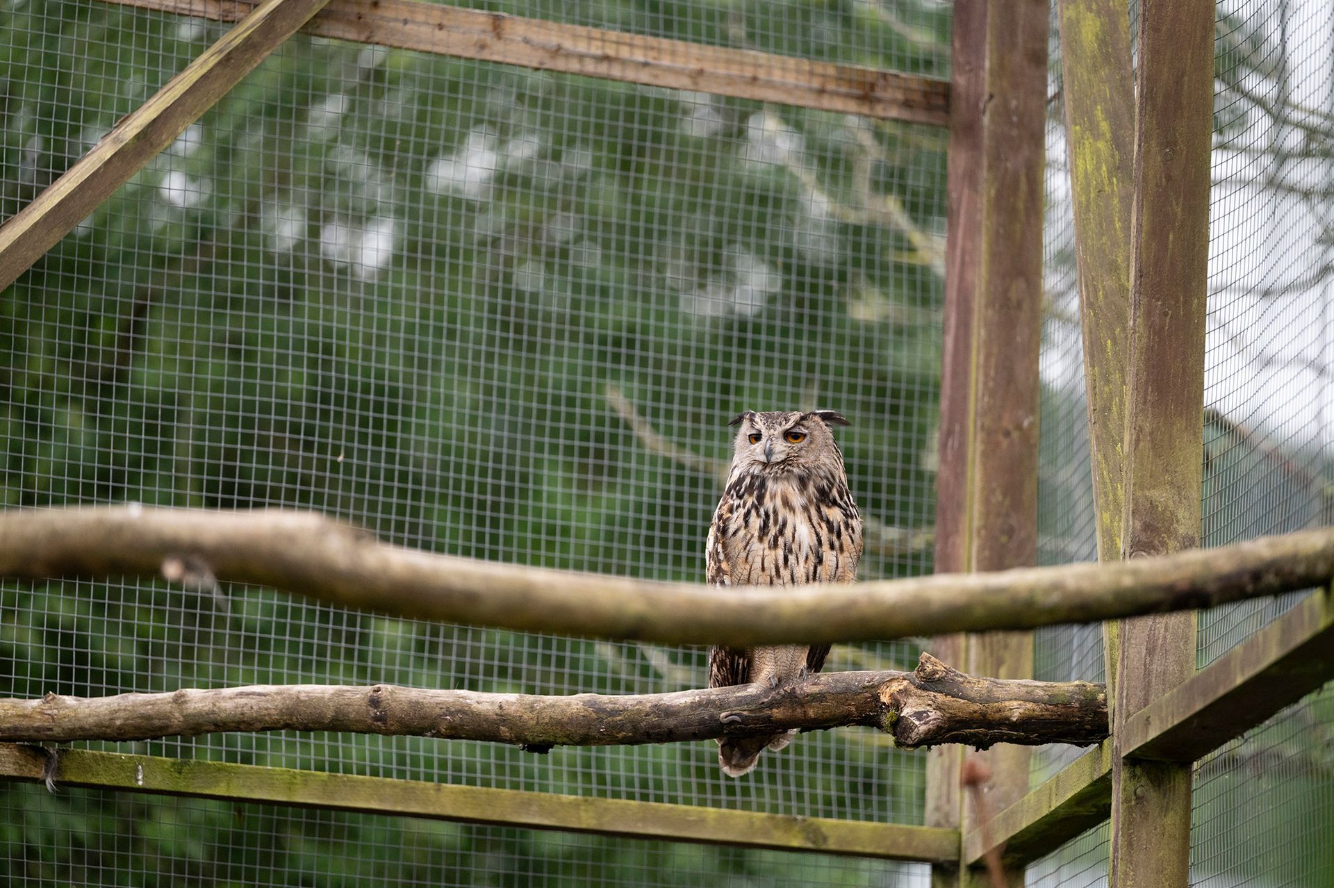 An owl is perched on a branch in a cage.