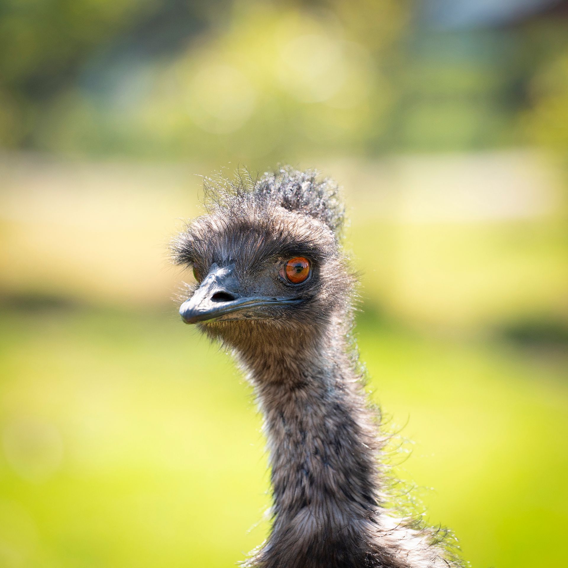 A close up of an emu 's head looking at the camera.
