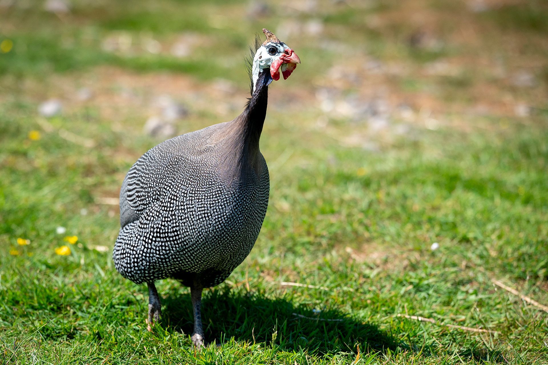 A guinea fowl is standing in the grass looking at the camera.