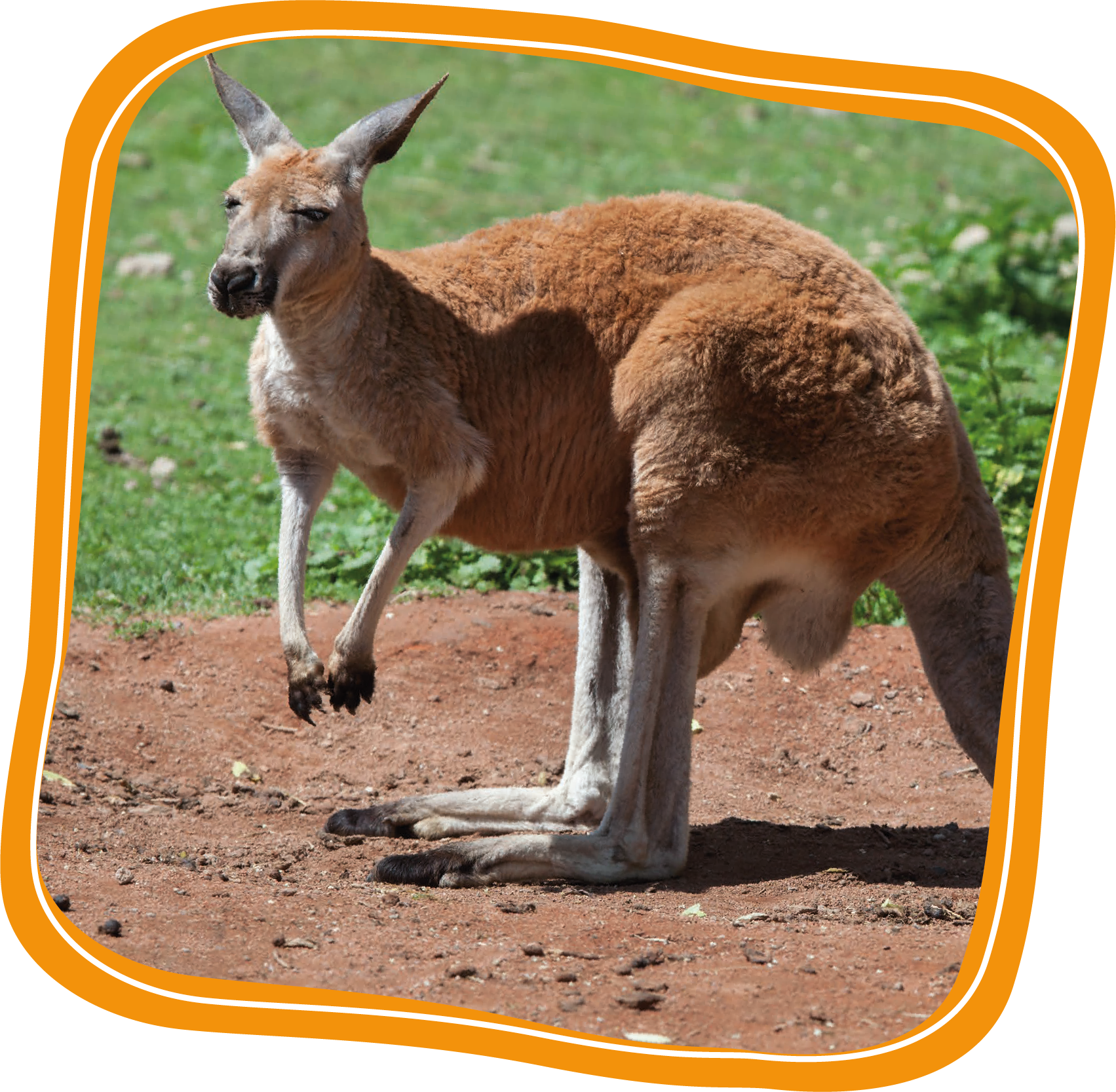 Adopt A Donkey