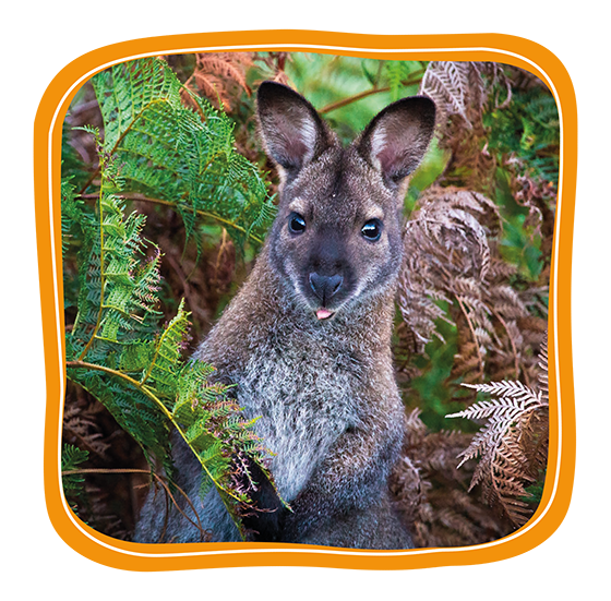 Bennetts Wallaby