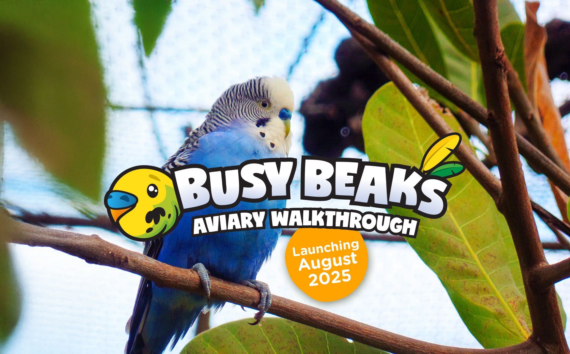 See the Birds