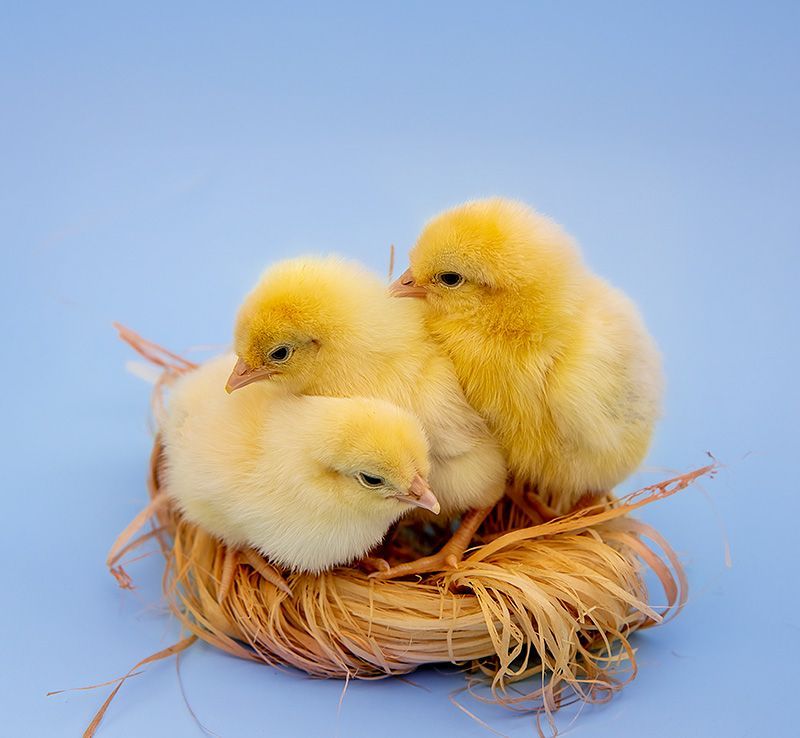 Hatching chicks