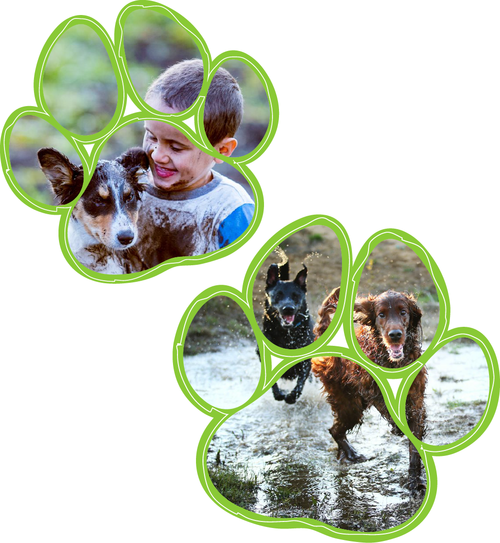 A boy is playing with two dogs in a puddle.
