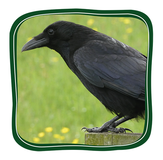 Crows Button