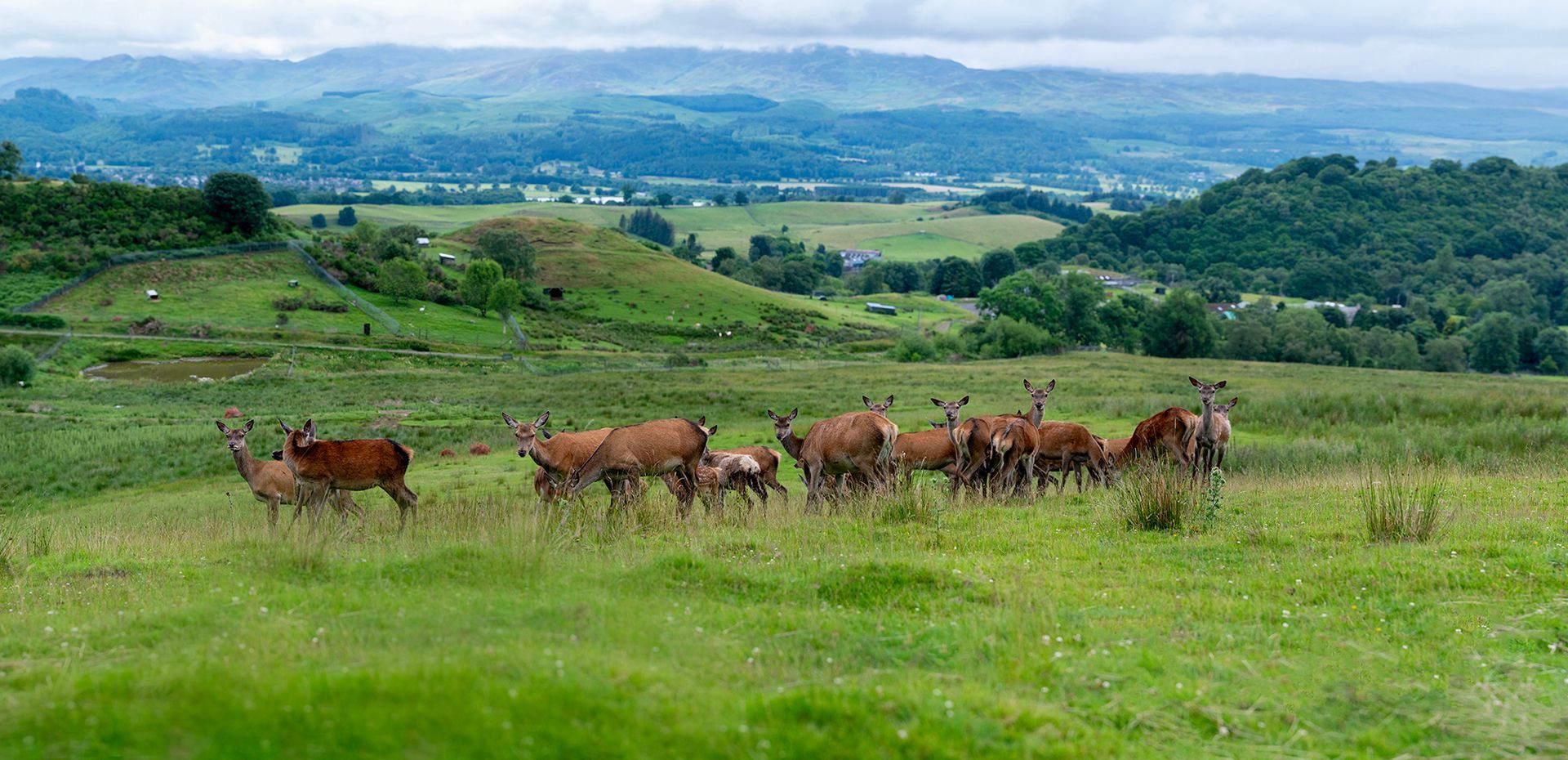 A herd of deer standing in a grassy field with mountains in the background.