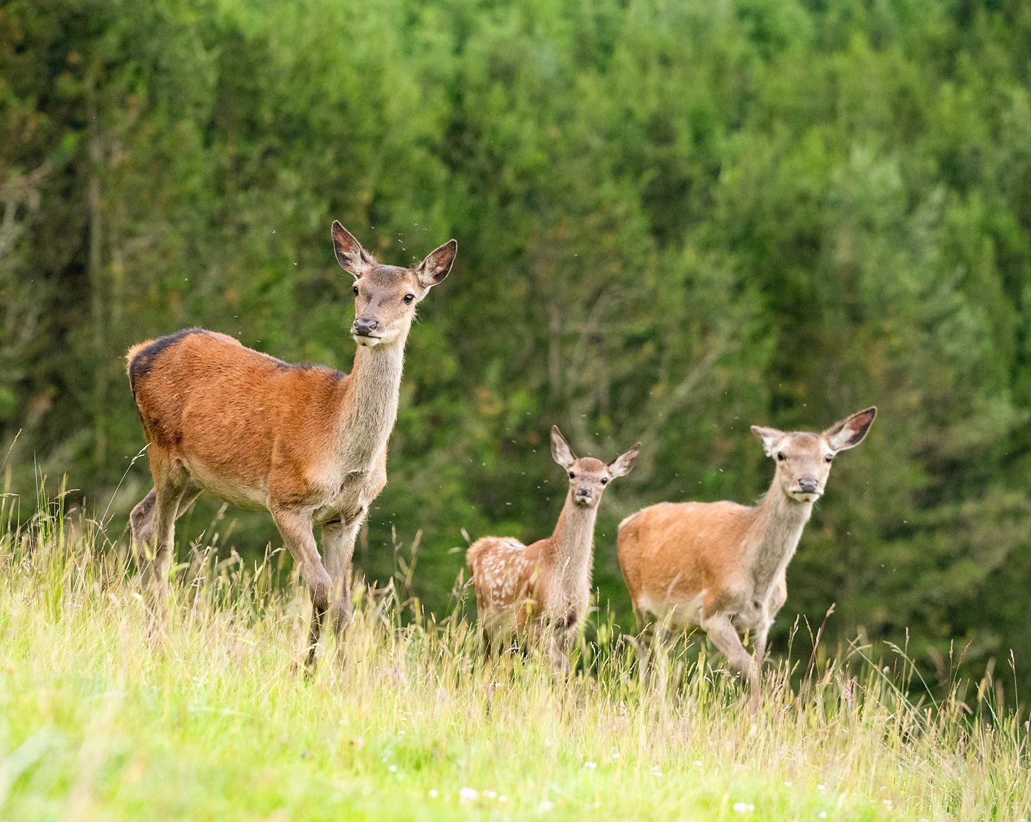 A herd of deer standing in a grassy field.