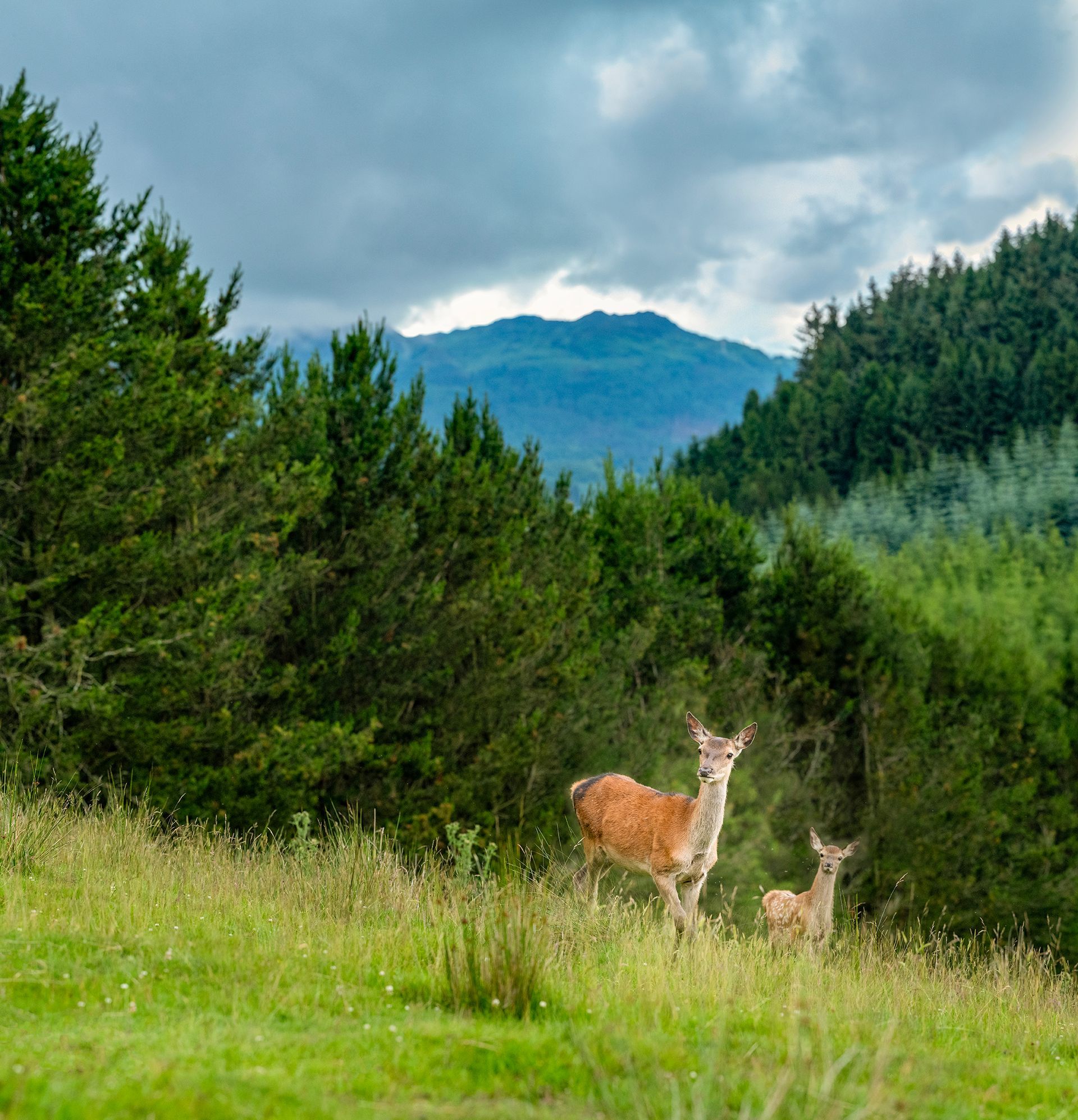 Two deer are standing in a grassy field with mountains in the background.