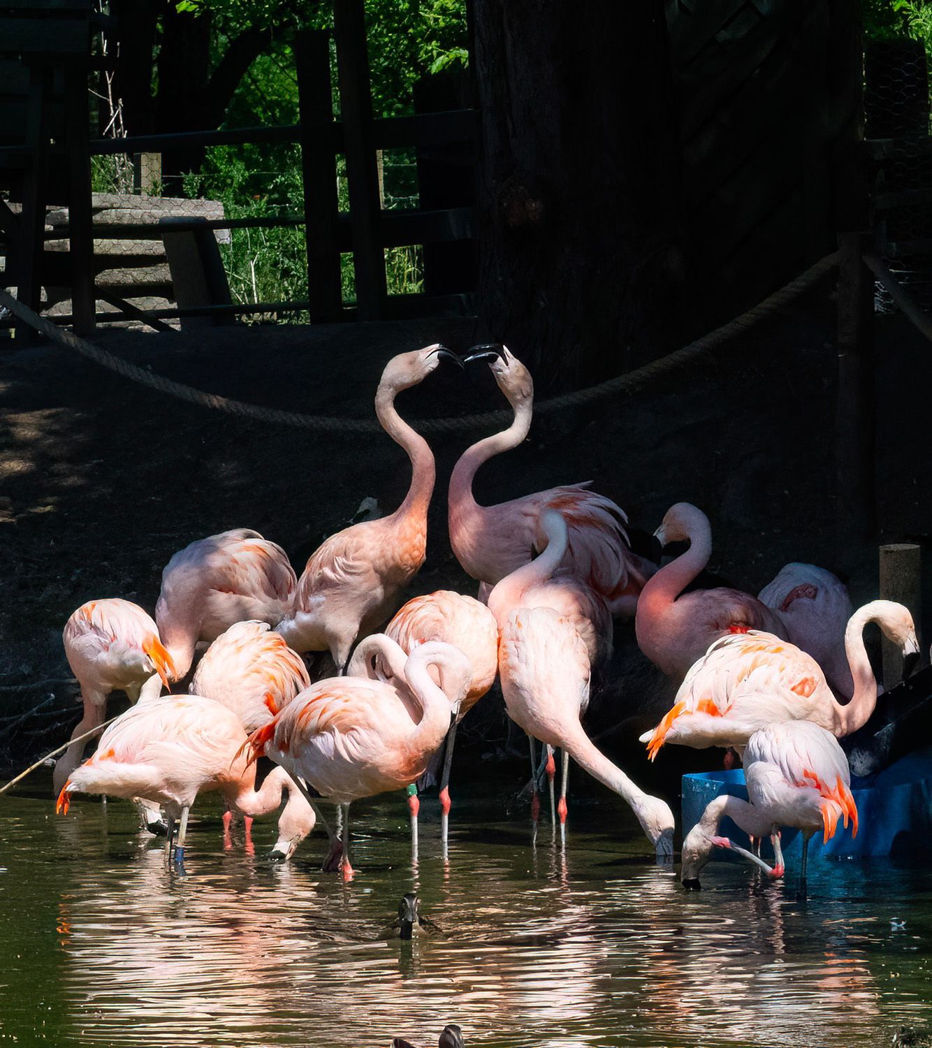 A group of flamingos are standing in the water