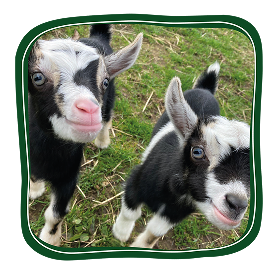 Pygmy Goats Button