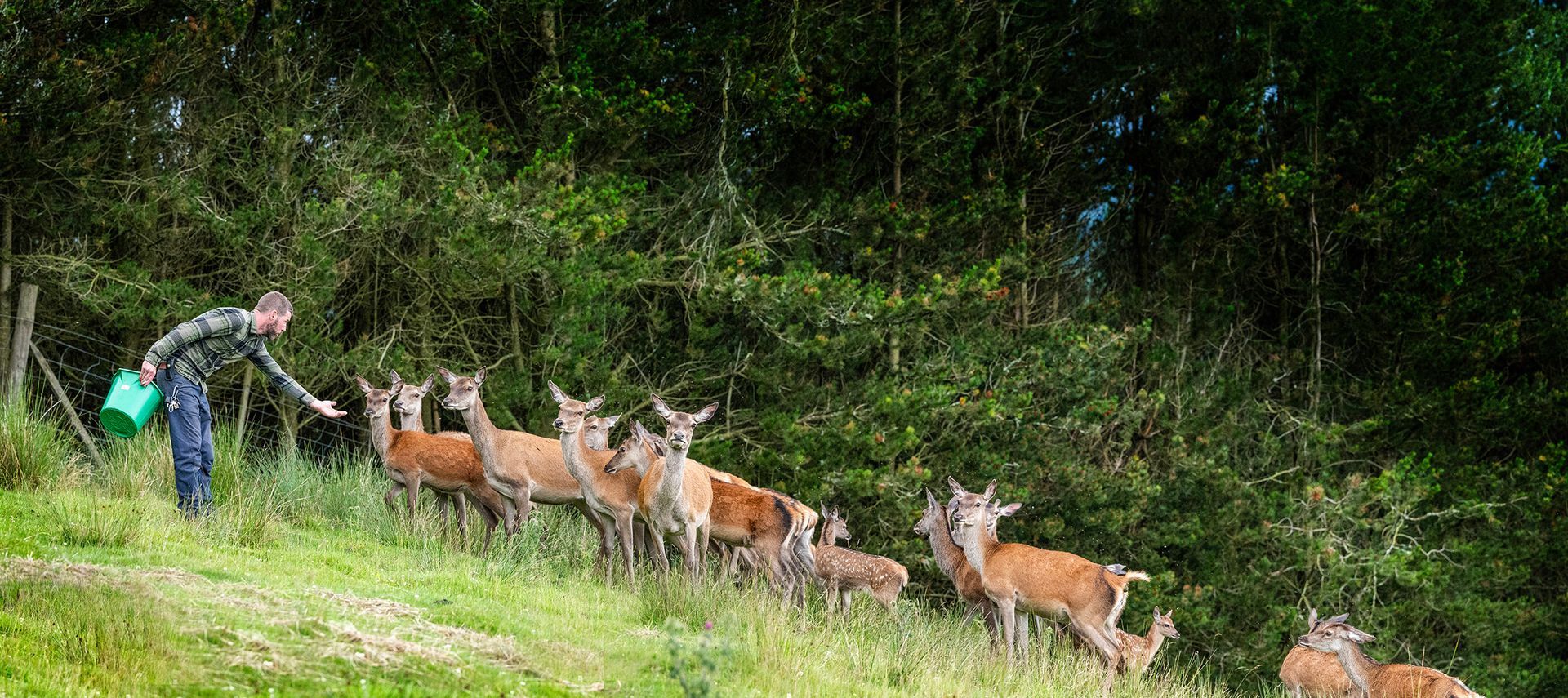 A man is feeding a herd of deer in a field.