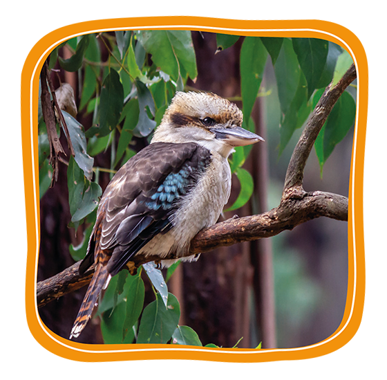 Kookaburra Button