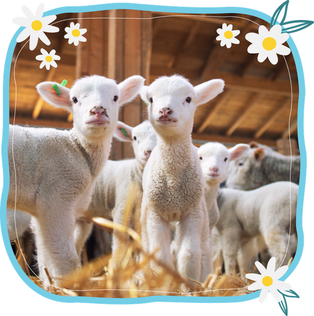 6 Plush Wild Onez Lamb/Sheep