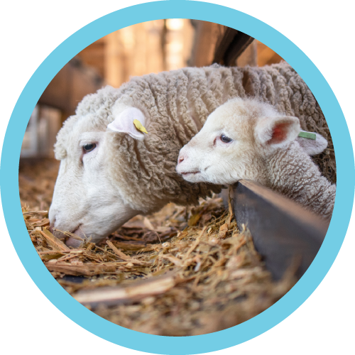 Learn about lambs