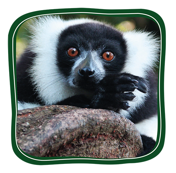 Lemur Button