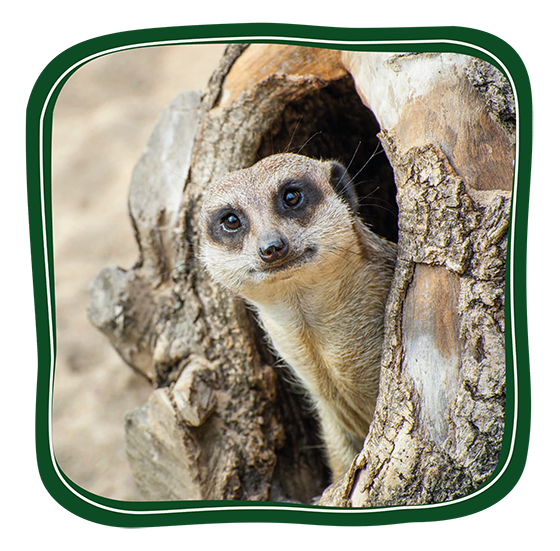 Meerkats Button