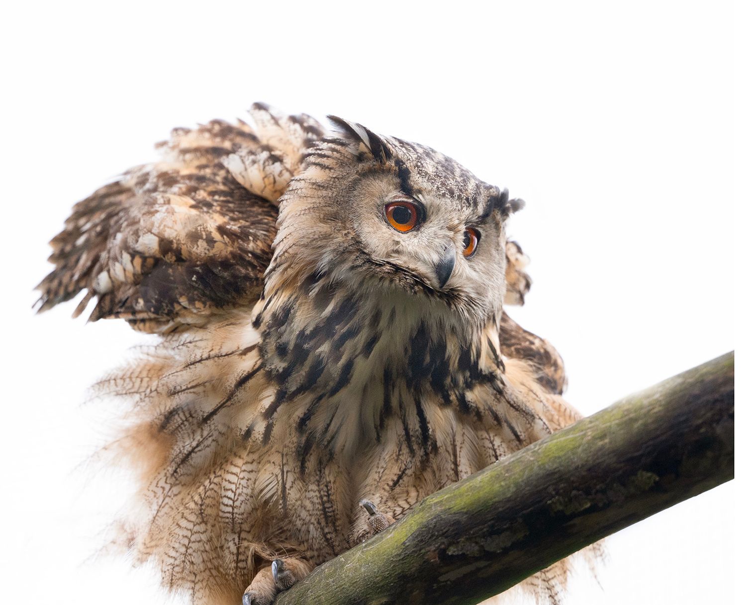 A close up of an owl perched on a tree branch.