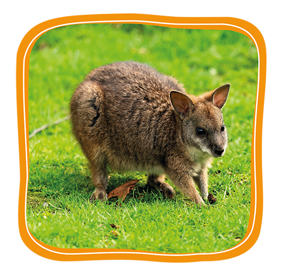 Parma Wallaby Button