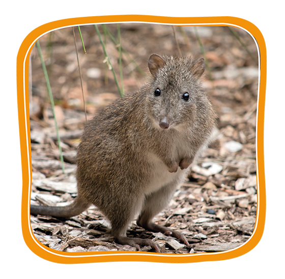 Potoroo Button